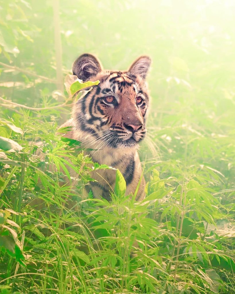 Thikane24's tweet photo. Jim Corbett National Park, part of the larger Corbett Tiger Reserve. Established in 1936 as Hailey National Park, Corbett has the glory of being India's oldest and most prestigious National Park.
@UTDBofficial @incredibleindia #uttarakhandheaven #Uttarakhand #wildlife #offbeatuk https://t.co/N9tl4TCPAp
