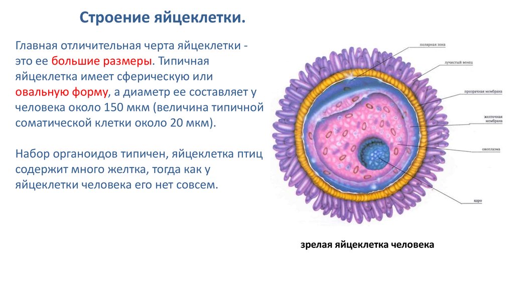 Каких классов позвоночных животных имеют крупные яйцеклетки. Строение половых клеток яйцеклетка. Строение яйцеклетки биология 10. Строение яйцеклетки человека. Строение яйцеклетки млекопитающего.