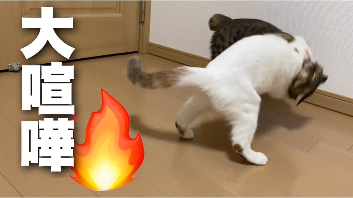 大喧嘩で頭を思い切りぶつけられた兄猫です🐈🔥

妹ネコが強くて強くて…

youtu.be/tF-elTdIkRU