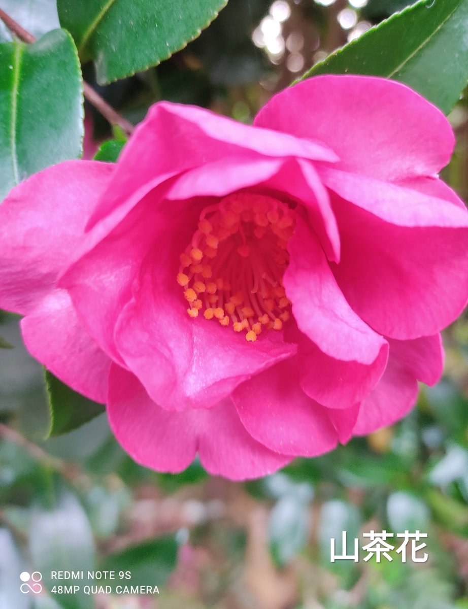 ひろふみ からだ改善維持 令和2年12月13日 山茶花 サザンカ 花言葉 愛嬌 あなたは私の愛を退ける 開花時期 10 12月 原産地 日本 朝散歩で観たサザンカです 山茶花は終盤で 次は椿ですね 散歩 花 カロママ Redminote9s T Co Kztn5kzmig