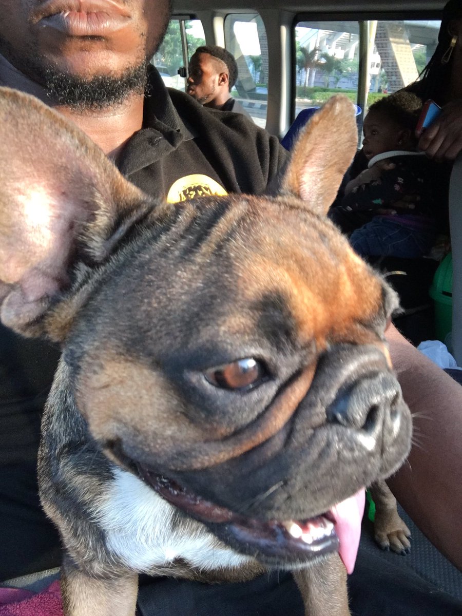 heazeldee's tweet photo. Werey dey disguise #lagosdogcarnival2020 our studs won prices, our little Frenchie too. Pups available. Top line dogs #Rottweiler #gizmo #archie #dzambo https://t.co/uFFtcxlMnS