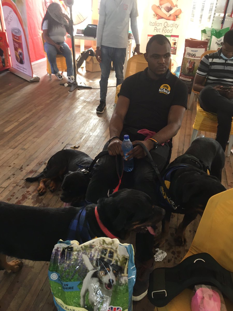 heazeldee's tweet photo. Werey dey disguise #lagosdogcarnival2020 our studs won prices, our little Frenchie too. Pups available. Top line dogs #Rottweiler #gizmo #archie #dzambo https://t.co/uFFtcxlMnS