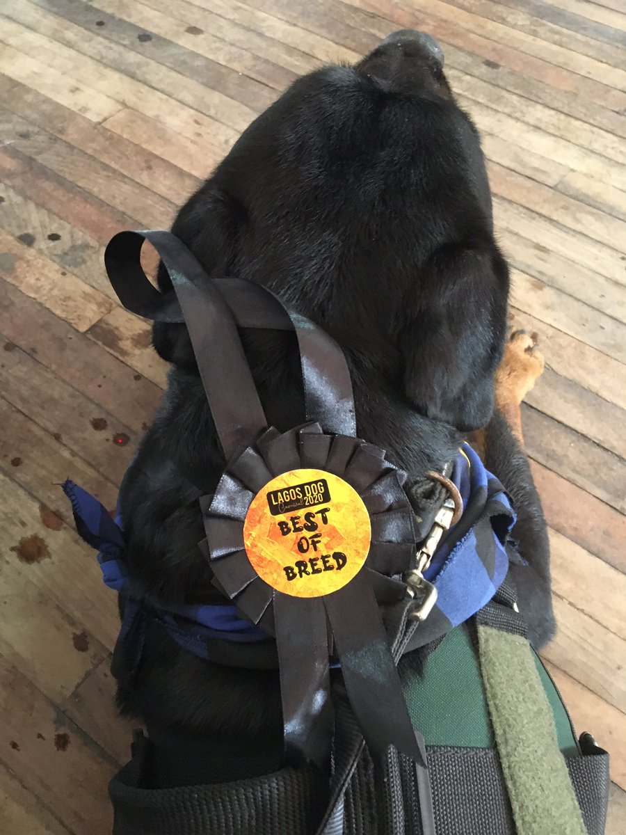 heazeldee's tweet photo. Werey dey disguise #lagosdogcarnival2020 our studs won prices, our little Frenchie too. Pups available. Top line dogs #Rottweiler #gizmo #archie #dzambo https://t.co/uFFtcxlMnS