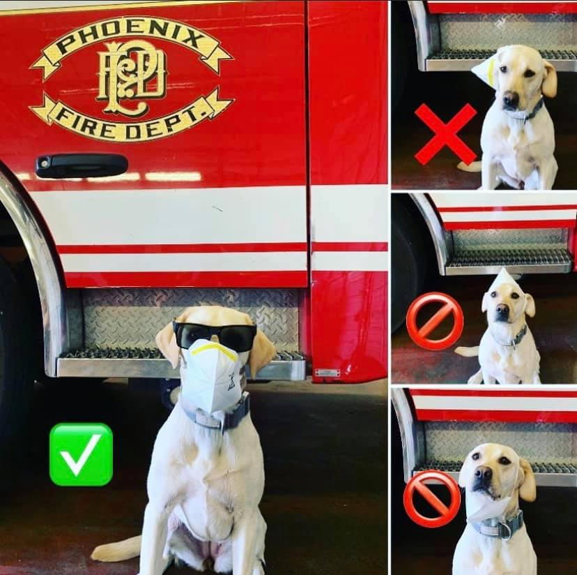 CityofPhoenixAZ's tweet photo. Looking back at our top posts of 2020, back on July 14th you liked it when the Phoenix Fire Department said "search and rescue dog Moxie would like to show you the proper way to wear your mask! Thanks Moxie! Please be like Moxie!" #Top202020 #PHX #Phoenix https://t.co/YrJ2VxgVe8