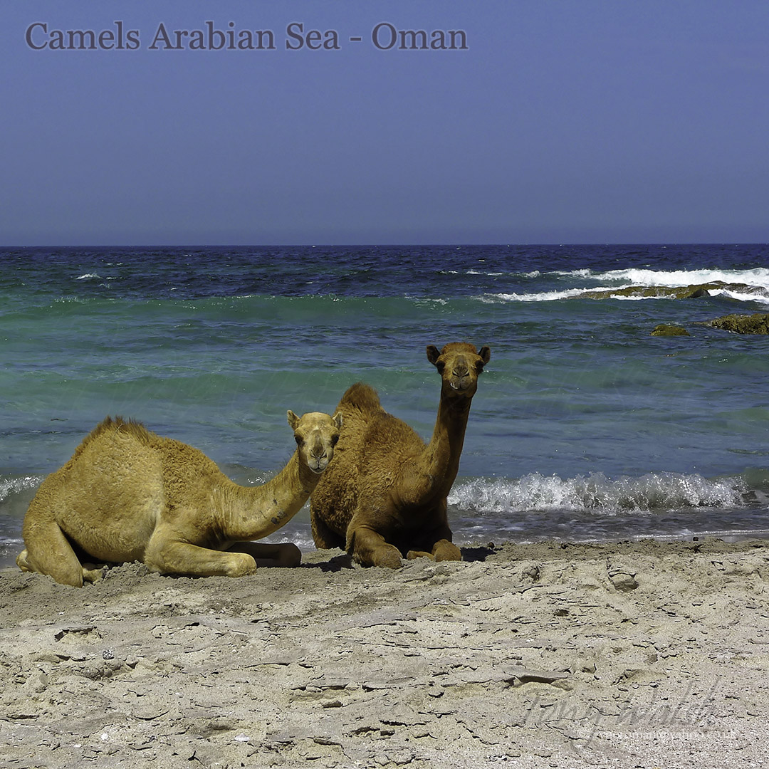 realTonyWalsh's tweet photo. If you read 10 more pages and the #OmanGuideBook by 
@BradtGuides
 will take you from Salalah right to the Oman / Yemen border (with maps to assist planning) - no other guide book takes you so far in Oman and in such detail. Available in the finest book stores worldwide. 😊 https://t.co/Uh2UhAccOt