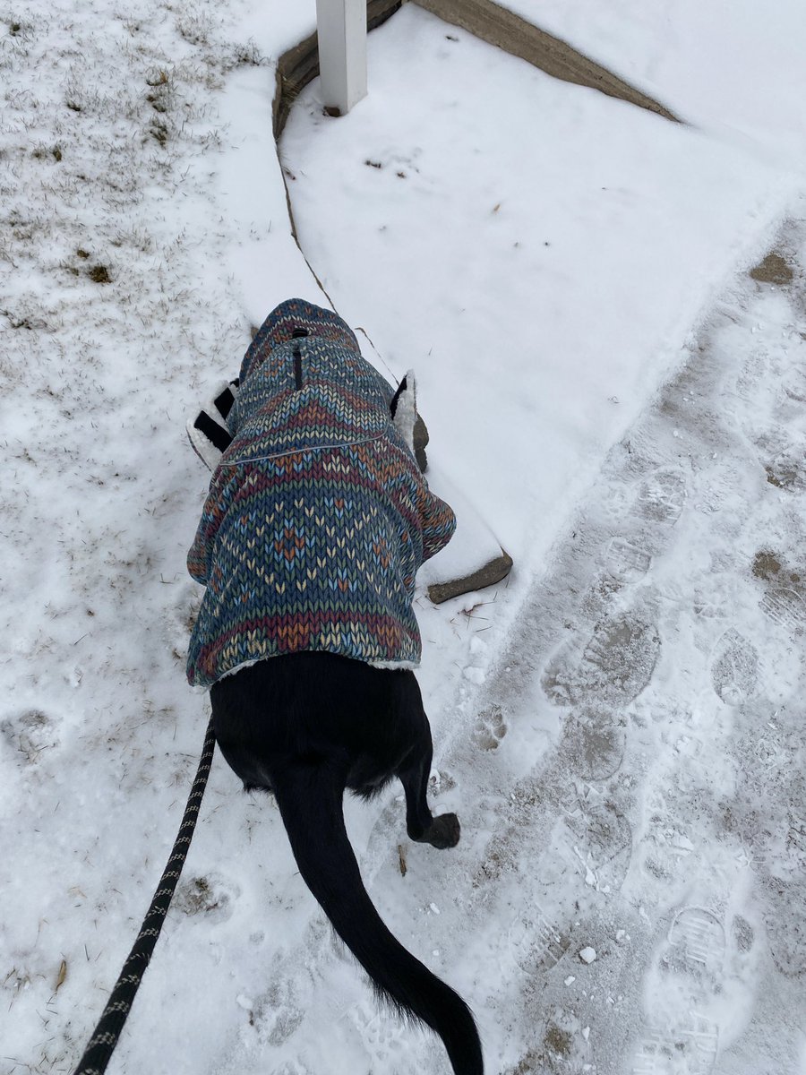 kittehv1876's tweet photo. Addi in her lil jacket. This pup is too damn cute. It’s too much. 🥰😍 #blacklab #rescuedogs #coloradopup #adoptdontshop #AddiD https://t.co/sQaQ5TyL3m