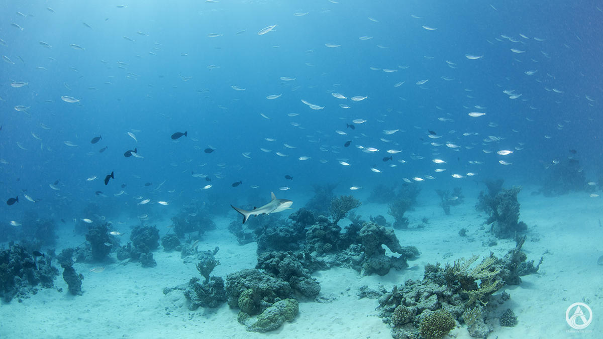 GiselleHoliday's tweet photo. Stuff we see.  Gray reef shark or grey reed shark? Scuba diving the south pass mooring field (underneath Holiday), Fakarava. 

#JollyHolidaySailing #anchorage #Fakarava #FrenchPolynesia #grayreefshark #greyreefshark #scubadiving #sharks #Tuamotus https://t.co/EsEoQzyGwb