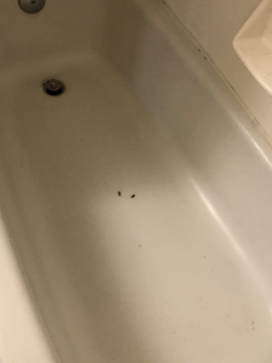 blqckdyke's tweet photo. this is a quarantine room provided by UGA for its students 🤮🤮 and yes those are dead bugs in the shower #godawgssickem @universityofga https://t.co/z3a1BmU6mt