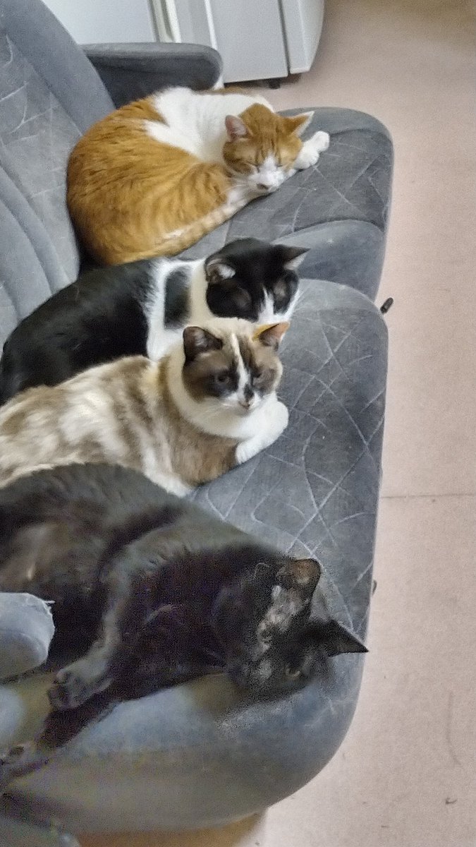 ねこのひみつ基地 Nekohimitsukiti Twitter