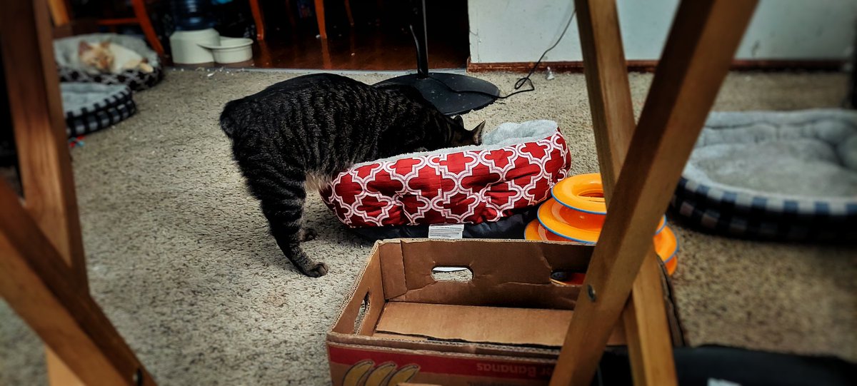 ByronMan7901's tweet photo. Went out to do some Xmas shopping and found some pet beds for $7ea!🙀 Had to buy 4, one for each kitty!😻 So far Maisy, Vino, & Buddy are curious, and, if you look closely in the background, Simon has moved right in!😸😻
#CatsOfTwitter #cats #WarmSpots https://t.co/2ME6EsPVtt