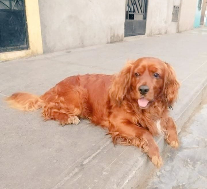 munaype's tweet photo. Cariñosito cocker está rondando unos días por el vecindario en el Callao 
Compartir para q su familia lo vea o lo adopten una familia buena 
Wsp 927485102 https://t.co/vyjwjk2upU
