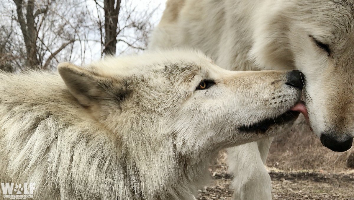 HiImMadisonTay1's tweet photo. A reminder from wolves: love is what really matters 🐺
#100DaysOfCode
#WomenWhoCode https://t.co/BS57ZrEKFc