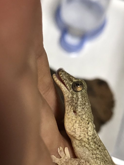 かべちょろのtwitterイラスト検索結果