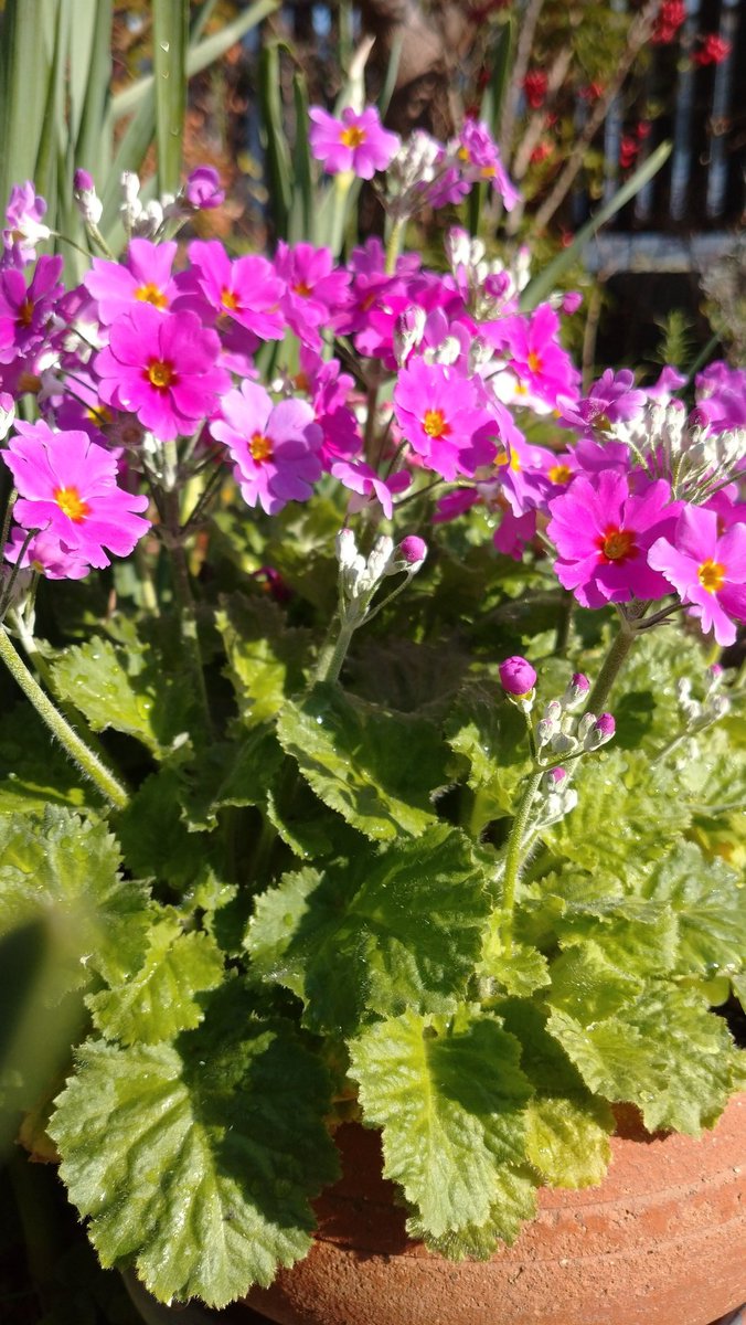 Fairyprimrose Fairyprimrose