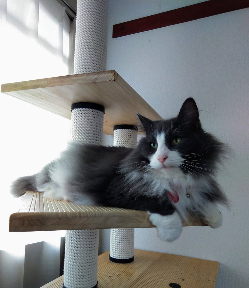 那須の森猫rien ノルウェージャン専門猫カフェ店主 猫ブリーダー V Twitter うちのおさよは性格悪いけど ノルレッテちゃんは性格 もよいのです アリスの美貌とジュリーの性格 ってずるいですよねー