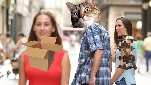 Why you should have a cat (@shouldhavecat) on Twitter photo 