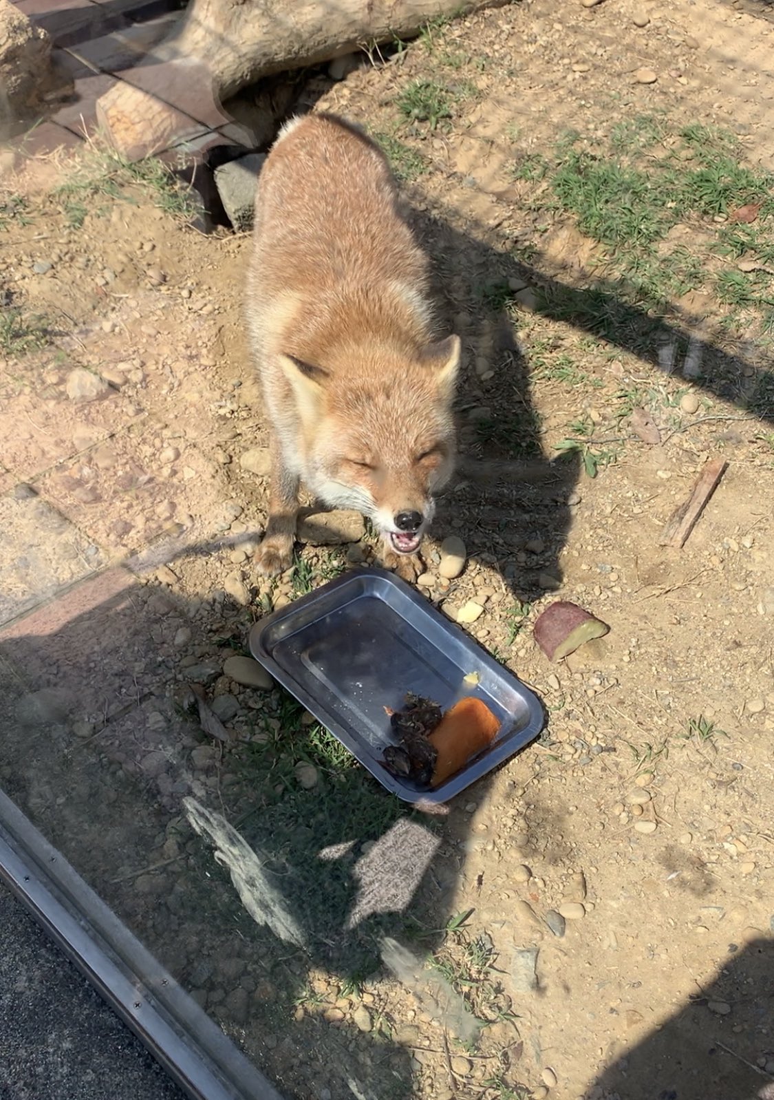 みかん ワクチン2回接種完了 伝承の狐は油揚げだけど リアルなキツネ こんこんさん そしてキツネ スキーの皆さんのサツマイモウメェ が 気のせいか割と多く見る気がするので もしかしたら隠れたきつね好物はいもかもしれない 焼き芋ウメェ