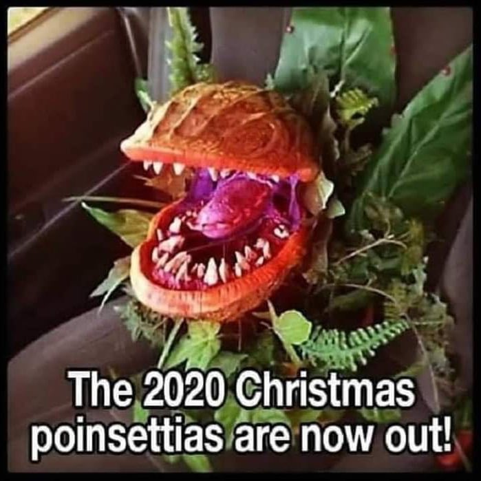 OharaTrevoro's tweet photo. I bought 6 😜😜😜🔥🔥🔥🇨🇦🇨🇦🇨🇦🇨🇦🇨🇦🇨🇦#2020shit #PoinsettiaDay https://t.co/0pwXLmHaFj
