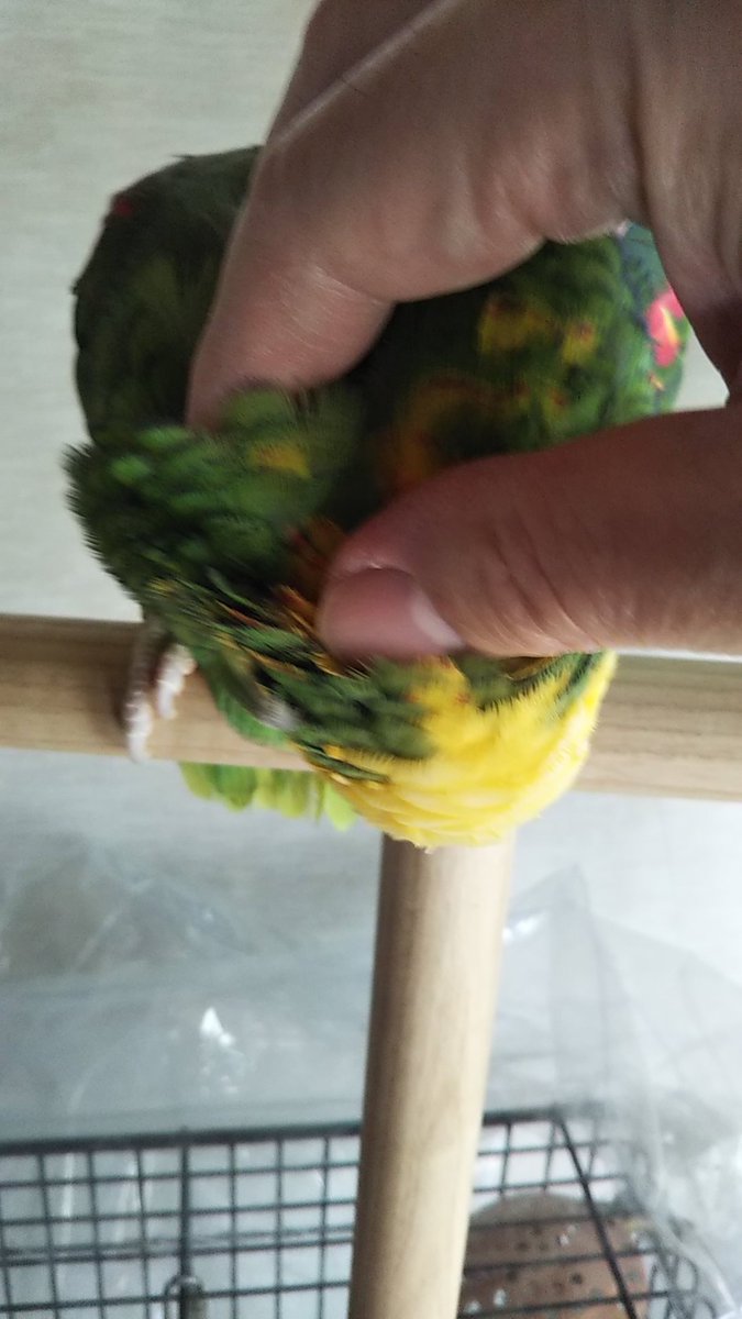 boyonba's tweet photo. Sunday morning.

#オオキボウシインコ
#ボウシインコ
#doubleyellowheadedAmazon
#Amazonparrot https://t.co/LQBGXcUV9k