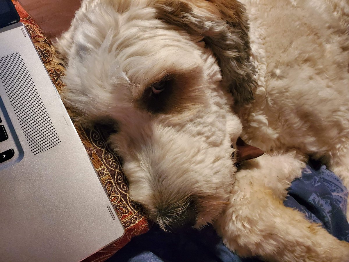 hurtingbuthappy's tweet photo. I'm trying to do some Christmas shopping online.
My dog:
#saintberdoodle #DoodleMom #dogmom #MerryChristmasYaFilthyAnimal #goodboy #bigdoglife
Yes, I stopped &amp; gave him my undivided attention until he heard the kids getting food. Then he left cuz he has priorities. #theydropfood https://t.co/3iz7R79iYt