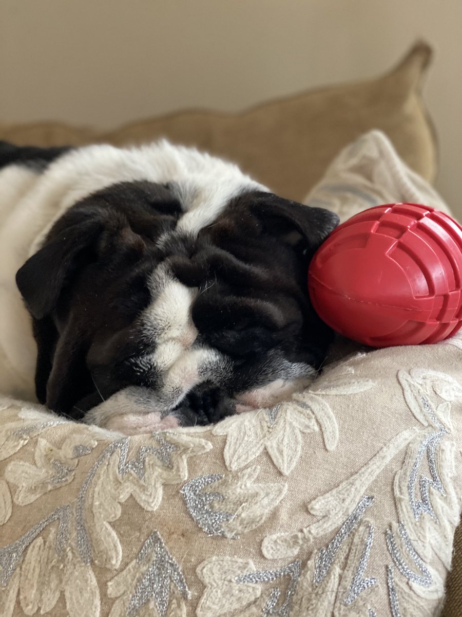 WhosGoodBulldog's tweet photo. I call this a plap.  It happens when you are playing, but then take a nap in the middle.  I give it a 5/5 stars. #bulldogs https://t.co/VDUZxLTkhG