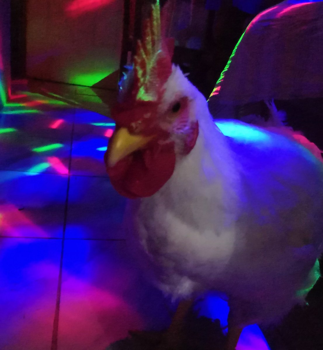 Mimiisfairy's tweet photo. @BTS_twt Mi gallo t manda saludos 💜💜💜💜 https://t.co/l9di2j3Wwz