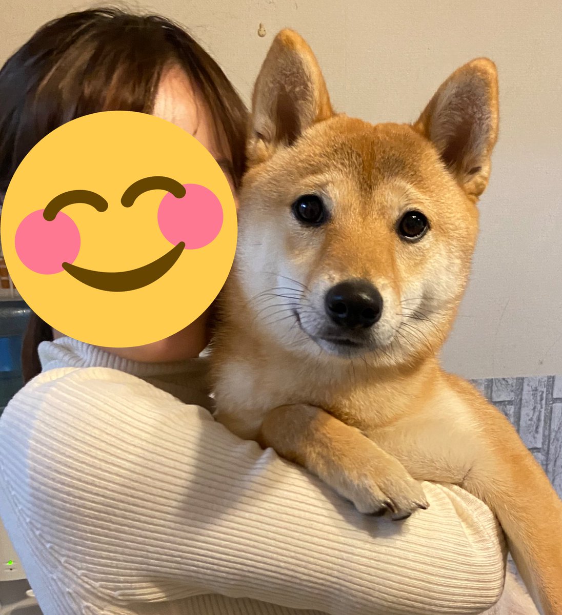 柴犬おとちゃん 1歳 コグマは大きな柴犬になりました これ見た人は犬の成長した画像貼れ