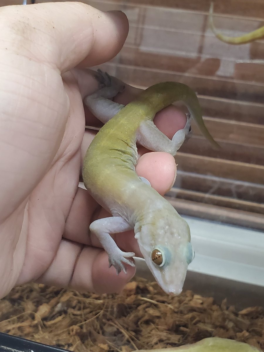 目黒のペットショップ Prop A Twitter バナナヤモリです かわいい 綺麗 飼いやすい と いいヤモリです 目黒のペットショップ Prop A Twitter バナナヤモリです かわいい 綺麗 飼いやすい と いいヤモリです