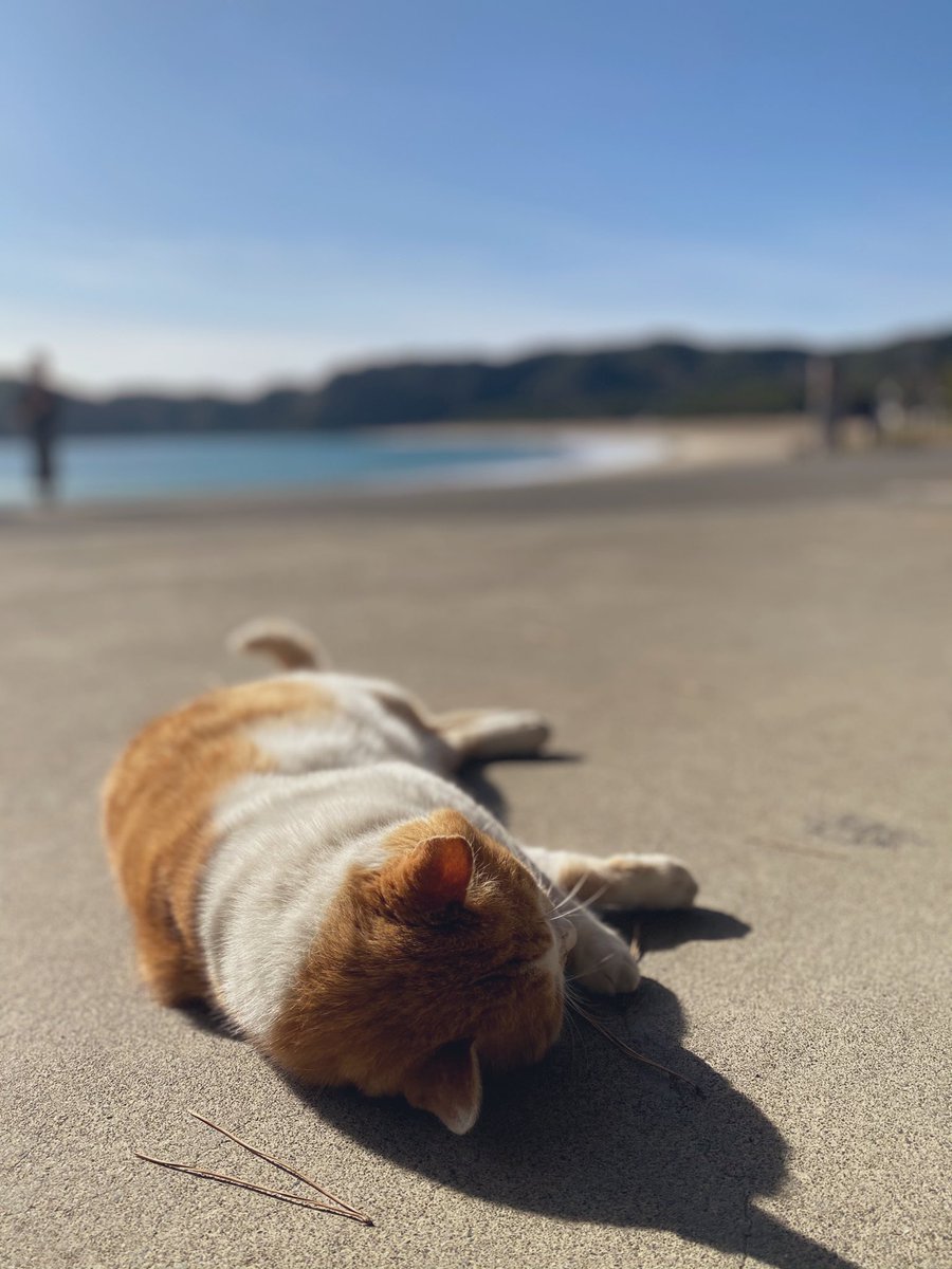 hitomitoijoy's tweet photo. ⛱⛱⛱⛱ https://t.co/XnsJFrSrot