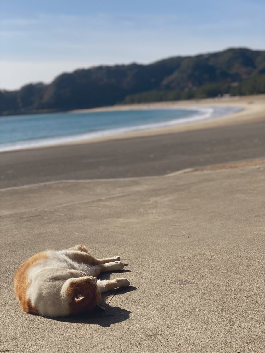 hitomitoijoy's tweet photo. ⛱⛱⛱⛱ https://t.co/XnsJFrSrot