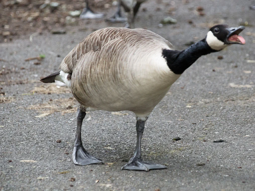 goose honking at camera person