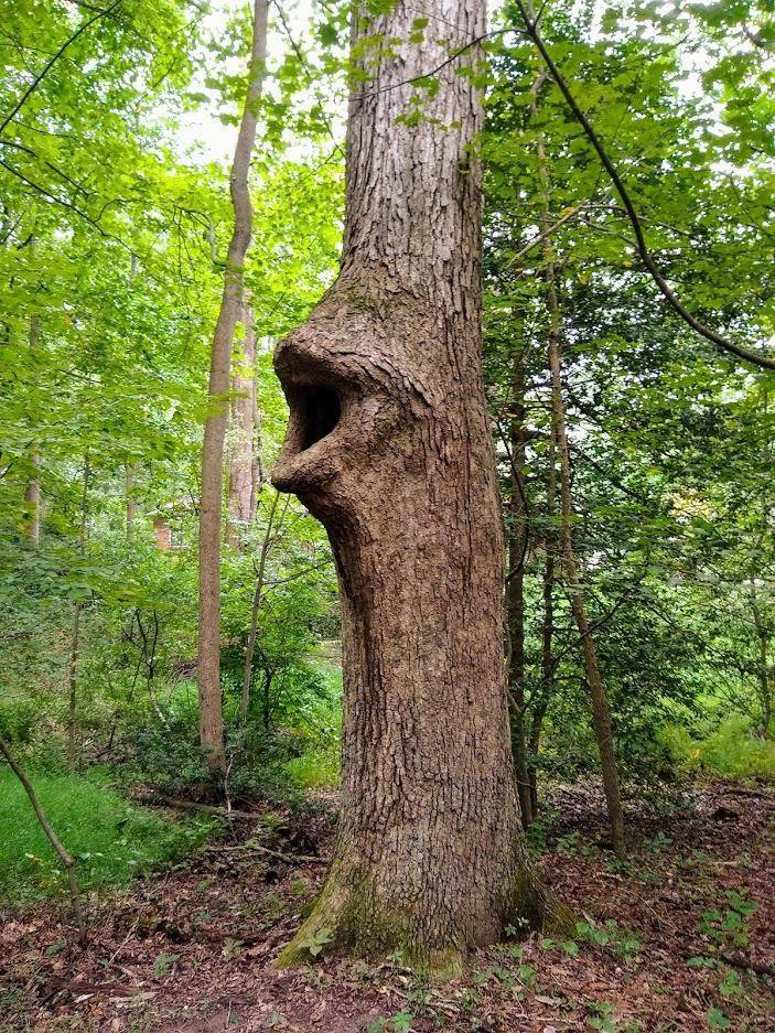 51. "Tree Faces"
