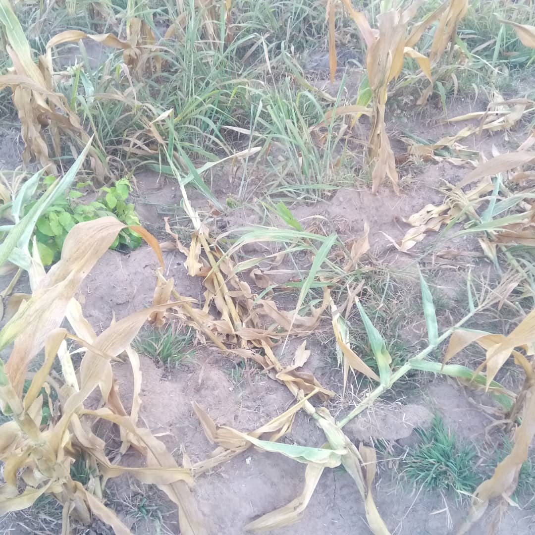 Horizonz tweet media