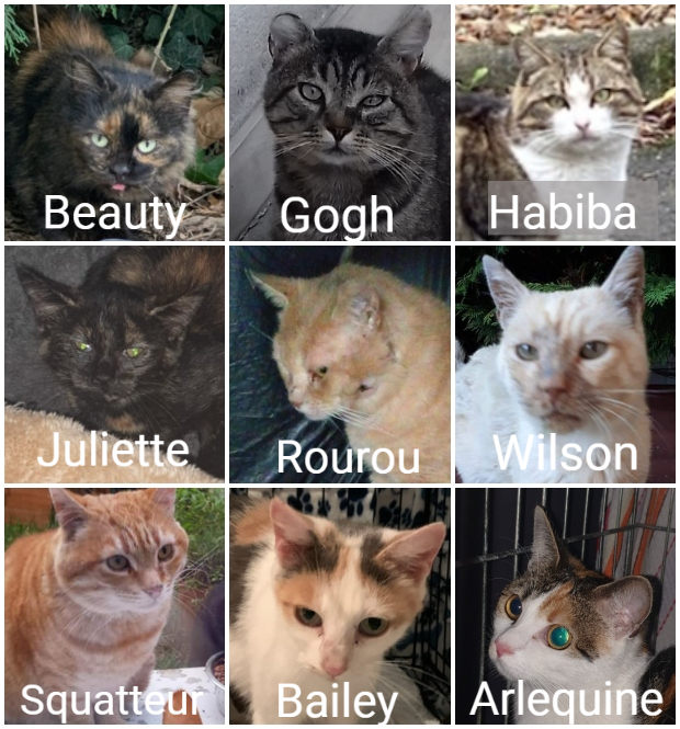 Cat_Kapow's tweet photo. Free click or donate a tin of cat food you can help 500 #cats urgently in need of #food 💔No food left 🙀Organised by French charity #webaction❤️all #Donations are #Transparent Please #MakeAWish #CatsofTwitter
#TogetherWeCan raise 1,080 tins of food 😽🙏 https://t.co/rceN8yNT88 https://t.co/mnKs8tDHLR