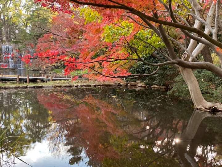 ট ইট র しながわ観光協会 東京 品川のおでかけ情報 紅葉便り 御殿山庭園 池に映る逆さもみじ も美しく見頃の時を迎えています ほど近くにある品川神社の紅葉も見頃 大黒さまも黄金色の銀杏を背に福々しい笑顔です 品川区内の紅葉 T Co