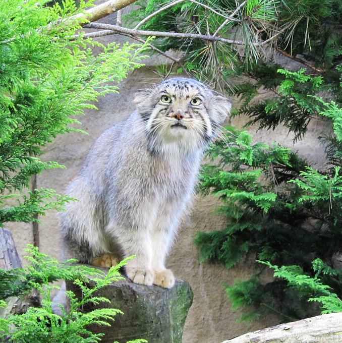 マヌルネコのtwitterイラスト検索結果