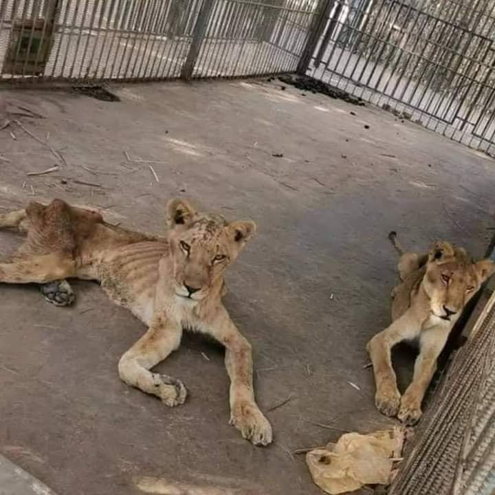 Nadimdeshwal97's tweet photo. शेर को जगंल से यह कह कर लाया गया था 
की अब आपको शिकार करने के लिए जंगल जंगल नही भटकना पड़ेगा सीधा खाना हम देंगे.....इससे आपको बहुत लाभ होगा आप फायदे में रहोगे
#किसान_बिल।
@SupportFarmersProtes https://t.co/HfnzcpyKJ8