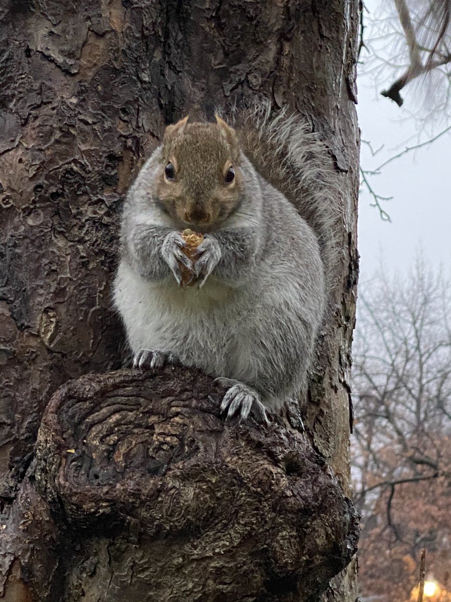 ...and then there was me! 
🌳🐿🐿🐿#ecureuil,#Boston,#urbanwildlife,#wildliferehabilitation,#squirrelrescue,#squirrelwhisperer,#wildliferehabber,#urbanwildlife,#Squirrelphotography,#friendtoanimals,#squirrels,#squirrelsquad,#supportwildlife,#goldenBoughWildlife,#wet_wildlife