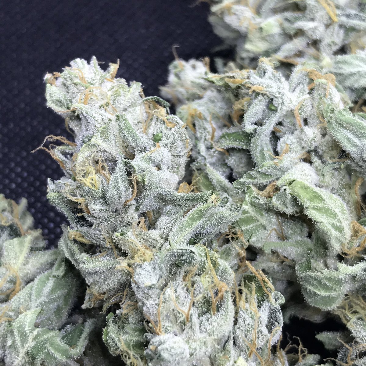 Buds looking frostier than a snowman orgy 😂💦☃️❄️ #gorillashizzle (Gorilla glue#4 x Tha Shiznit) super dank aroma on this one!
.
#dank #mrwaxy420 #weed #stoner #CannabisCommunity #notill