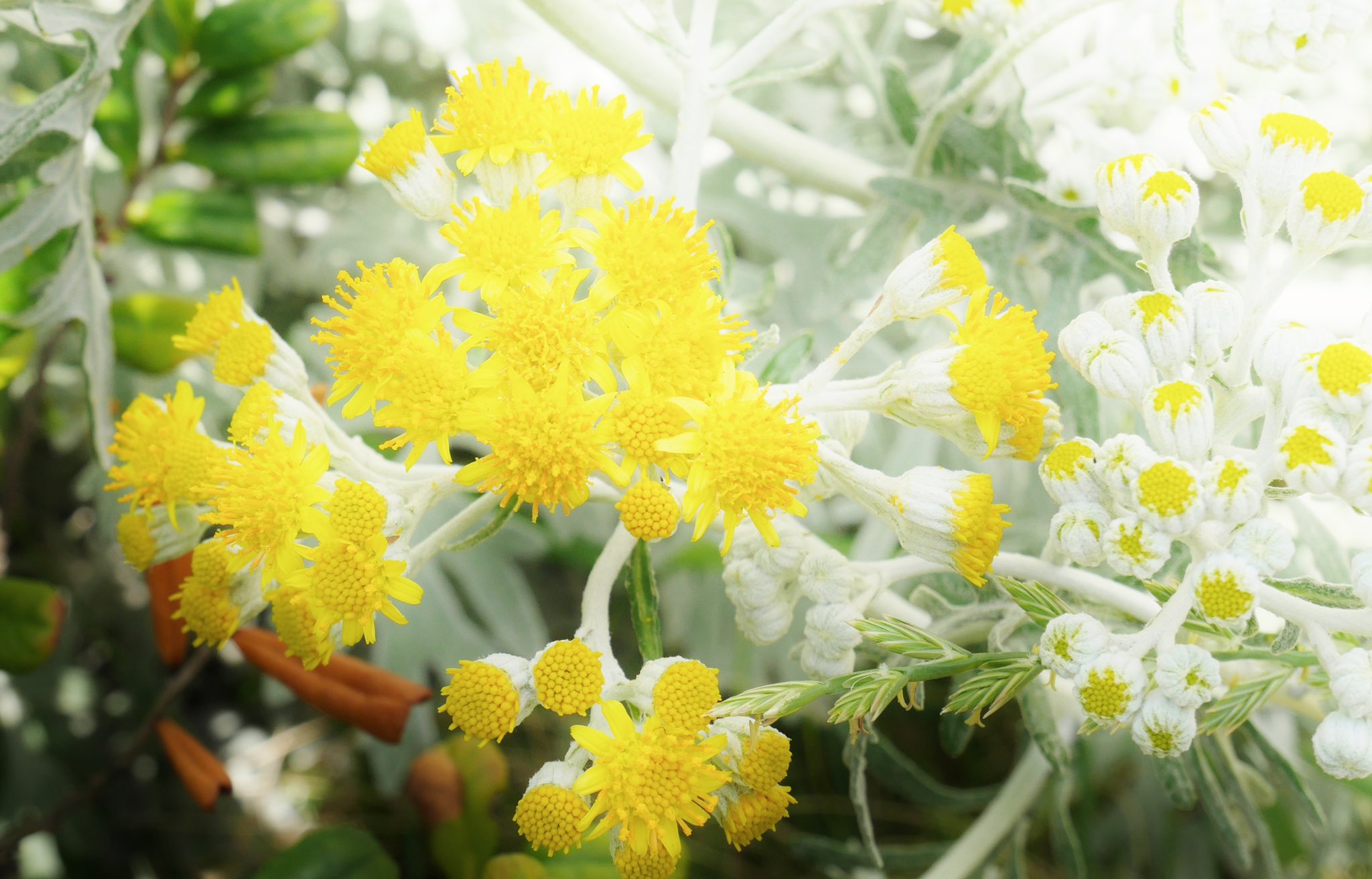 花 鈴なりの花を摘み吹く風に夏を知る 穏やか に ああ 穏やか に 今 ぼんやり遠くをながめてる はるかなる空の果て 想い出が駆けめぐる なだらかな このなだらかな 名前さえしらない坂だけど 原 由子 花咲く旅路 今日の誕生花 花 鈴なりの花を摘み吹く風に夏を知る 穏やか に ああ 穏やか に 今 ぼんやり遠くをながめてる はるかなる空の果て 想い出が駆けめぐる なだらかな このなだらかな 名前さえしらない坂だけど 原 由子 花咲く旅路 今日の誕生花