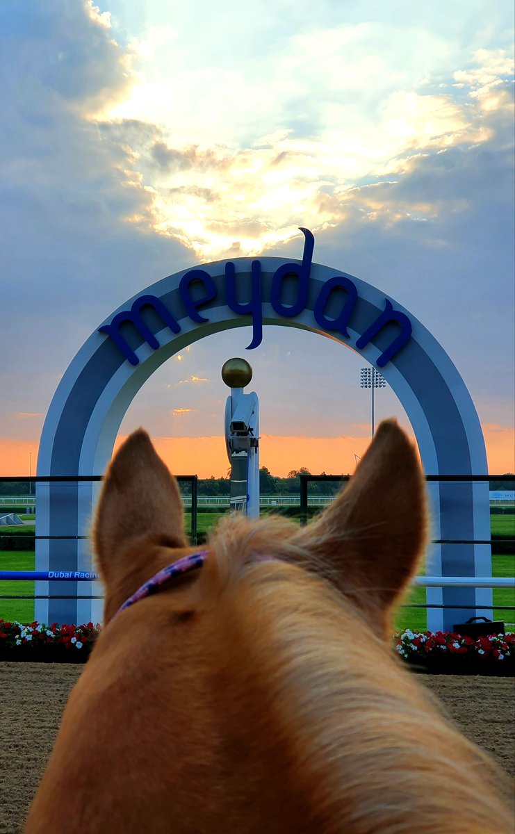 What a morning... #meydan #meydanracecourse #goodmorning #mydubai #emiratesracingauthority #dubai #uae #emirates