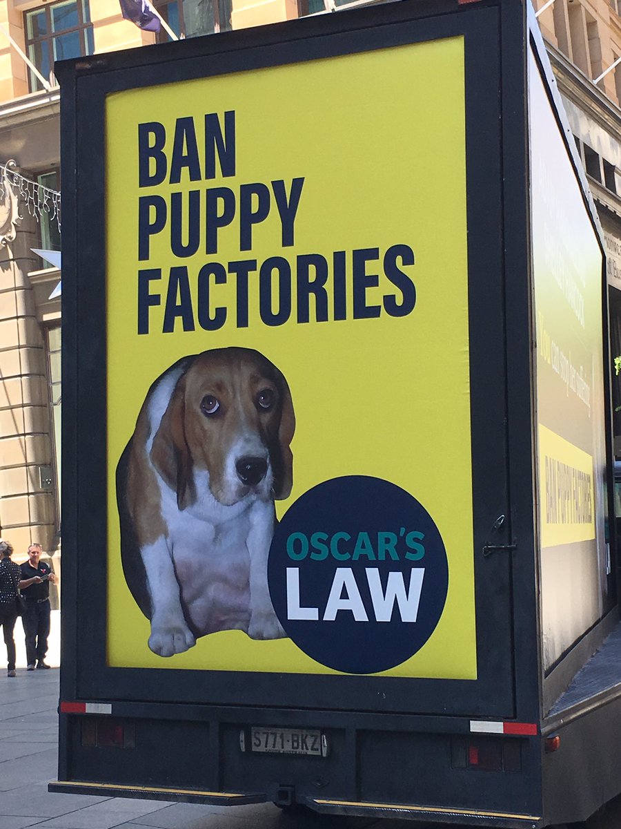Live in #NSW ? Love dogs? Then help to stop cruel #puppyfarming when #VictoriaAustralia has banned it. Write to your NSW MP. Please #StopAnimalCruelty #ban puppy farms #AdoptDontShop @OscarsLaw