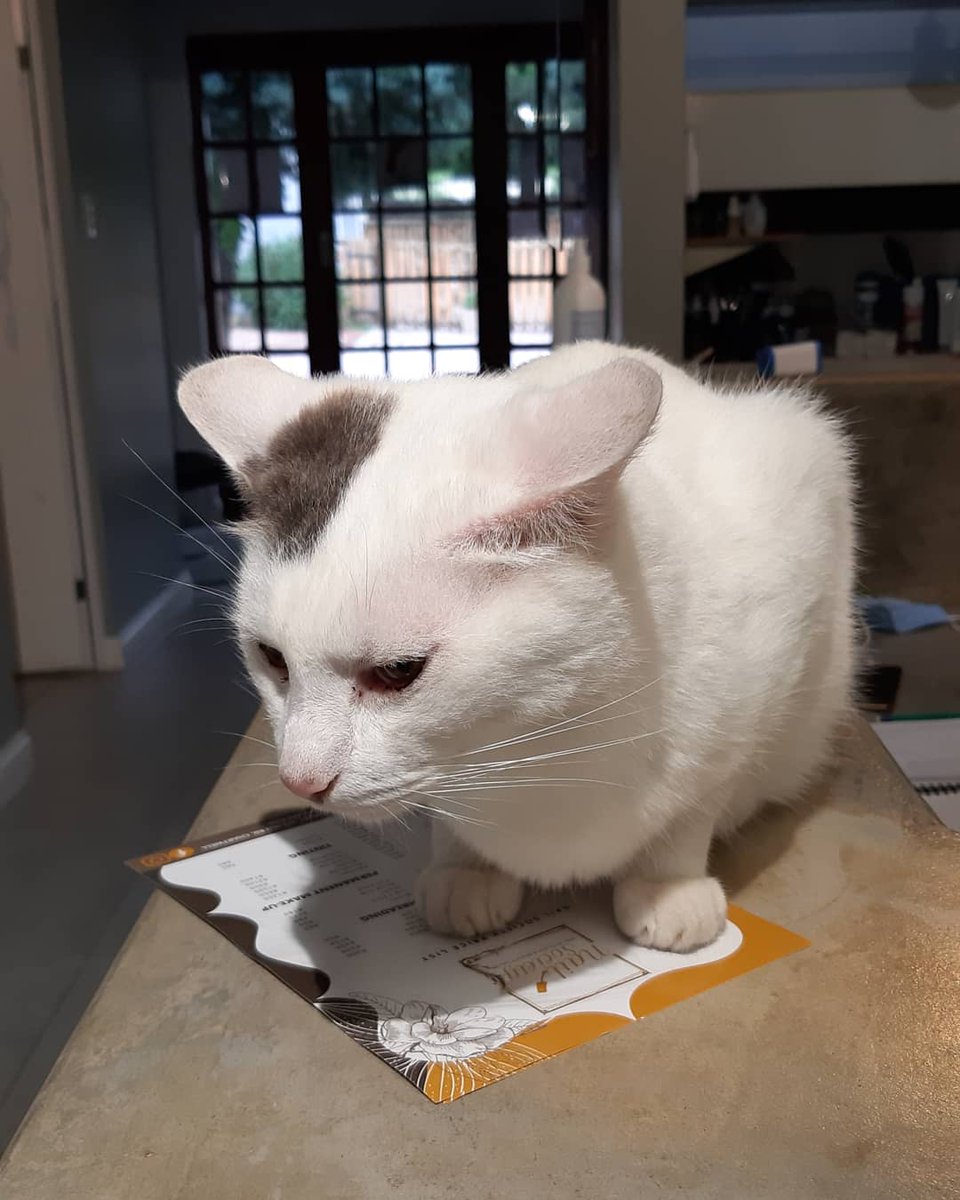 Stick to the design!♥️😷😉 #boldcolor #paulmitchell #catsofstudiolll #studioIIIhairdesign #thestablesvillagemarket #hairatgeorge!