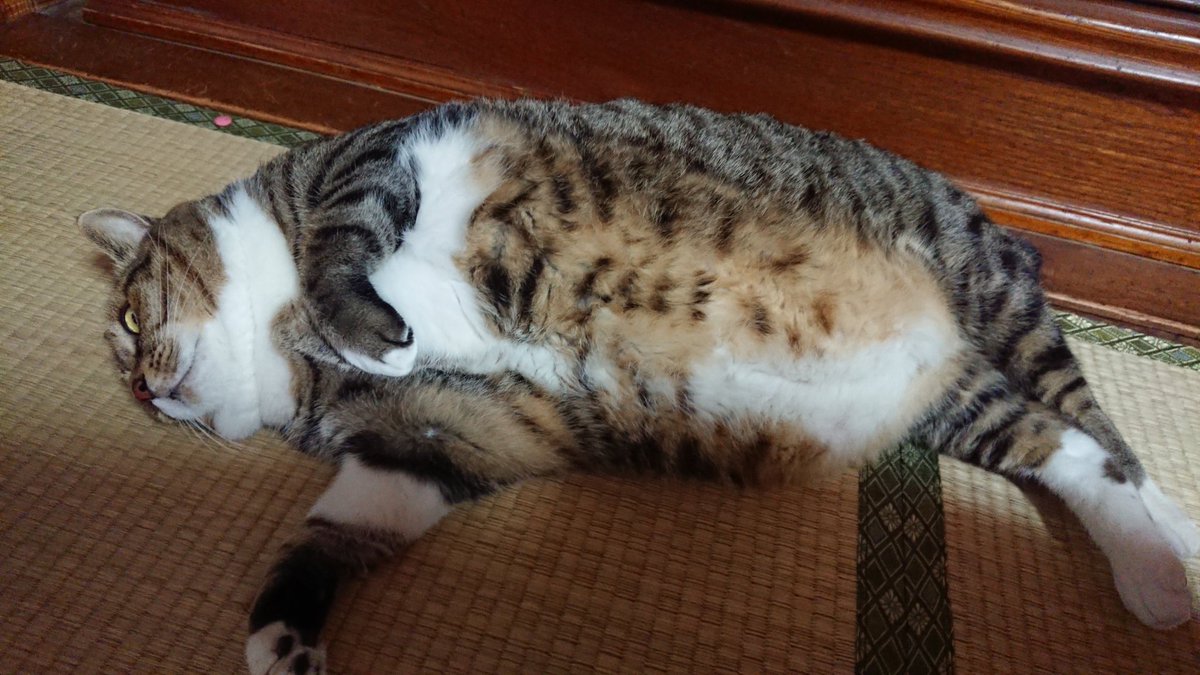 巨大ねこ