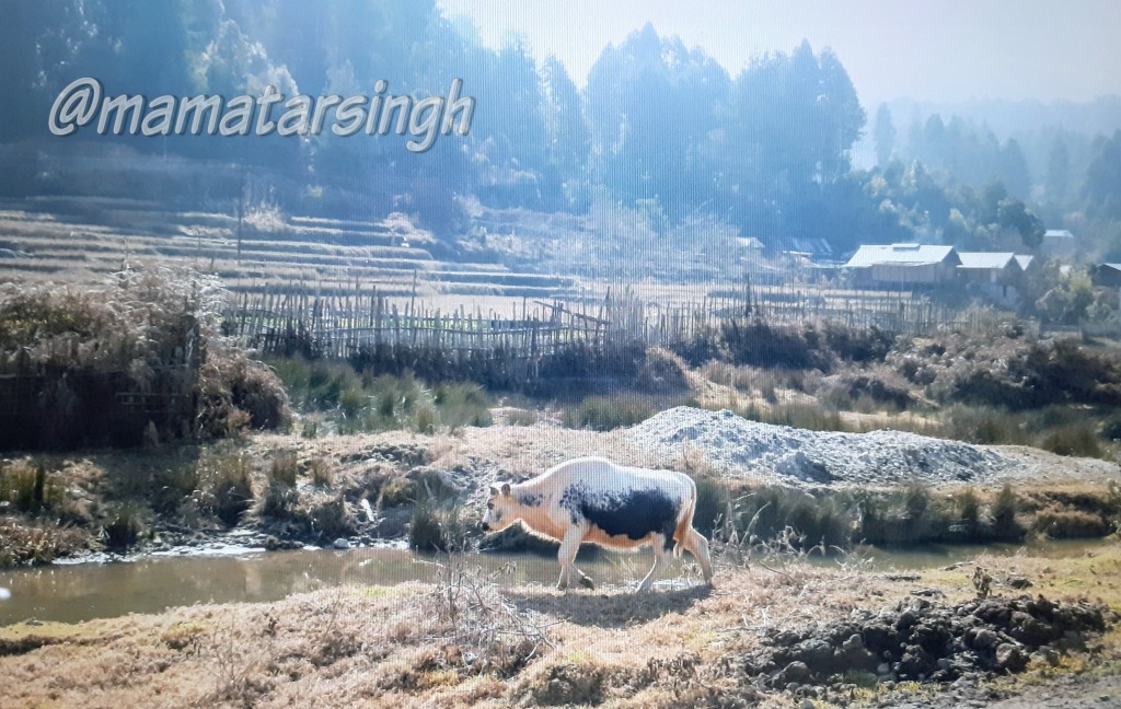 mamatarsingh's tweet image. Shortlisted as a UNESCO's World Heritage Site.

Agricultural festival #Dree of Apatani Tribe is mainly to celebrate nature's bounty

Permanent wet paddy cultivation, paddy cum fish farming &amp;amp; vast rice varieties are few unique &amp;amp; sustainable agricultural practices by Apatanis
2/2