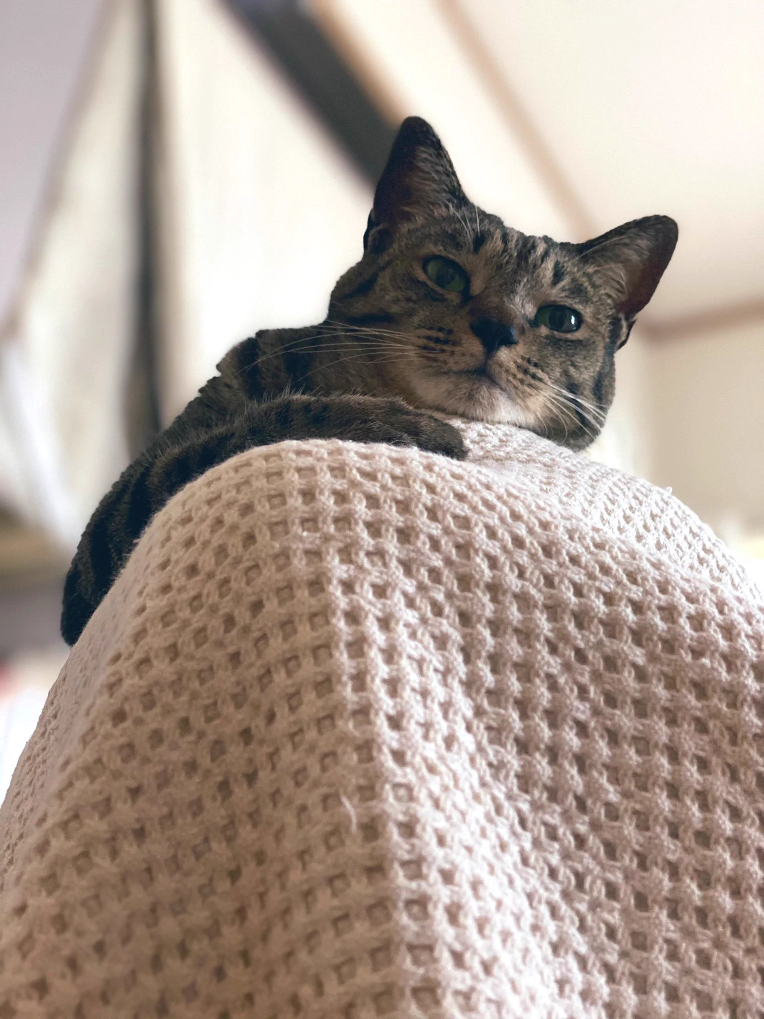 @hidekiccan 実家の犬は、度が過ぎるくらい何でもウェルカムだったけど、人の本気にも常に敏感だったなぁ🤔✨
猫も、普段はシレッとしてるけど本当に具合が悪い時は、そっけなく寄り添ってくれる😅
具合悪くて寝てたら、目が覚めると良く見下ろされている事がしばしば有る😭✨ 