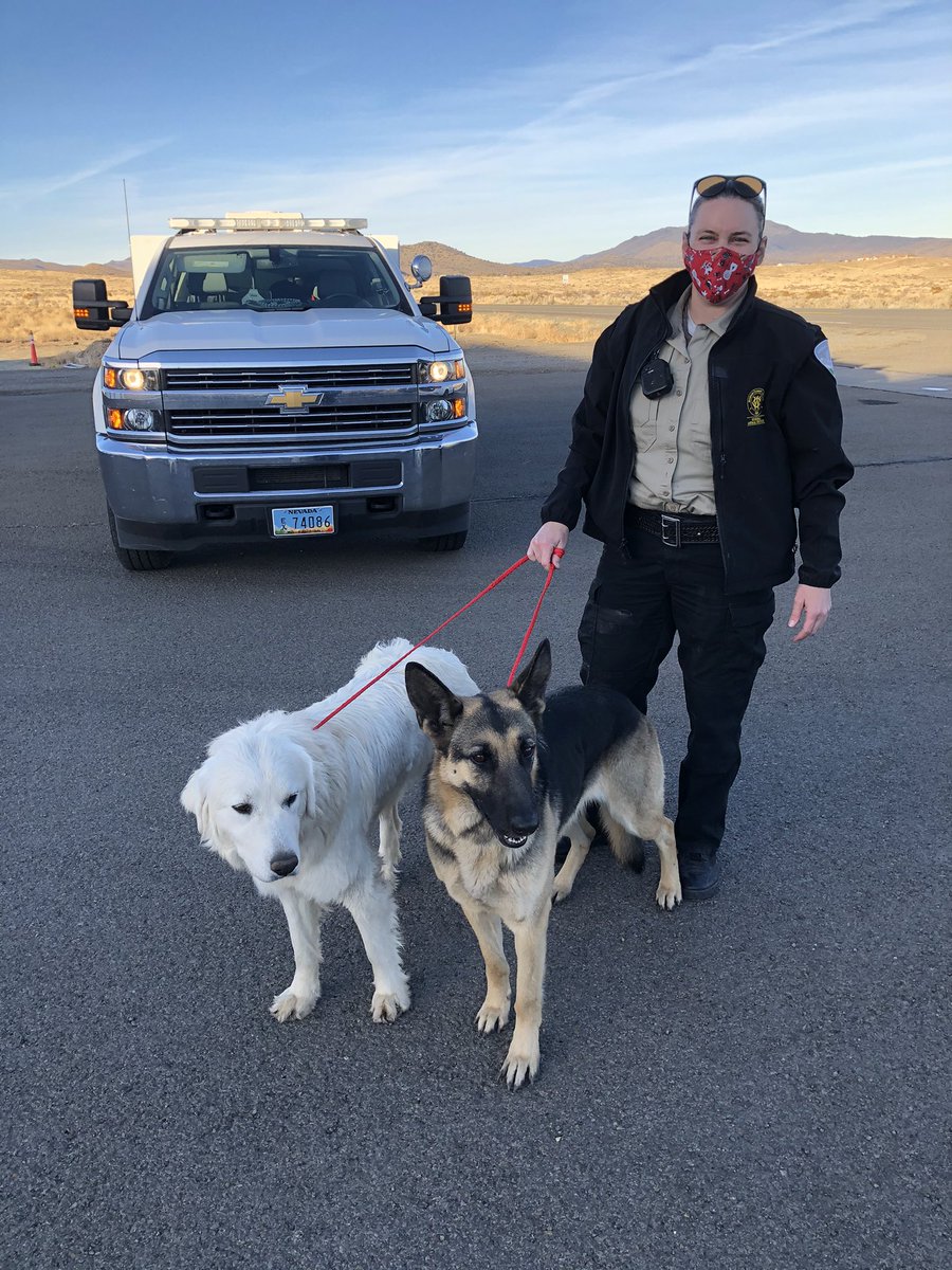 Day in the life of a Beagler! Found these two running down Red Rock Road in Reno. Very friendly but kept getting into the lanes of traffic and I didn’t want them to get hit. No tags but chipped! Animal control officer contacted the owner, reunited! <a href="/RenoPolice/">Reno Police</a> <a href="/fox11reno/">Fox Reno</a>