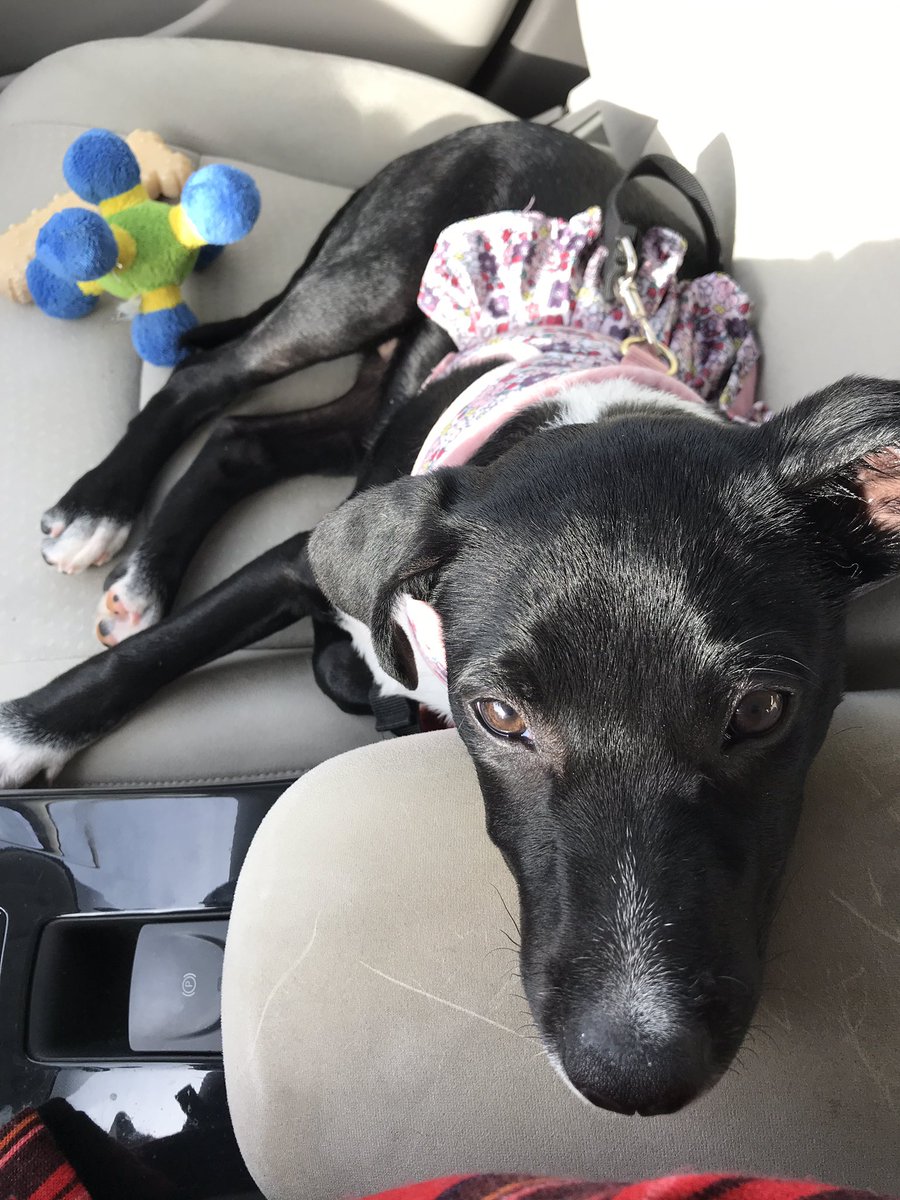 LilLadyLucia's tweet photo. I went to the vet yesterday and had a bath today, I’m not a happy pupper! Well, I did get a steak dinner for my good behavior so, it wasn’t all bad. #pupsoftwitter #dogsoftwitter #puplife https://t.co/9wdBTNLbIa