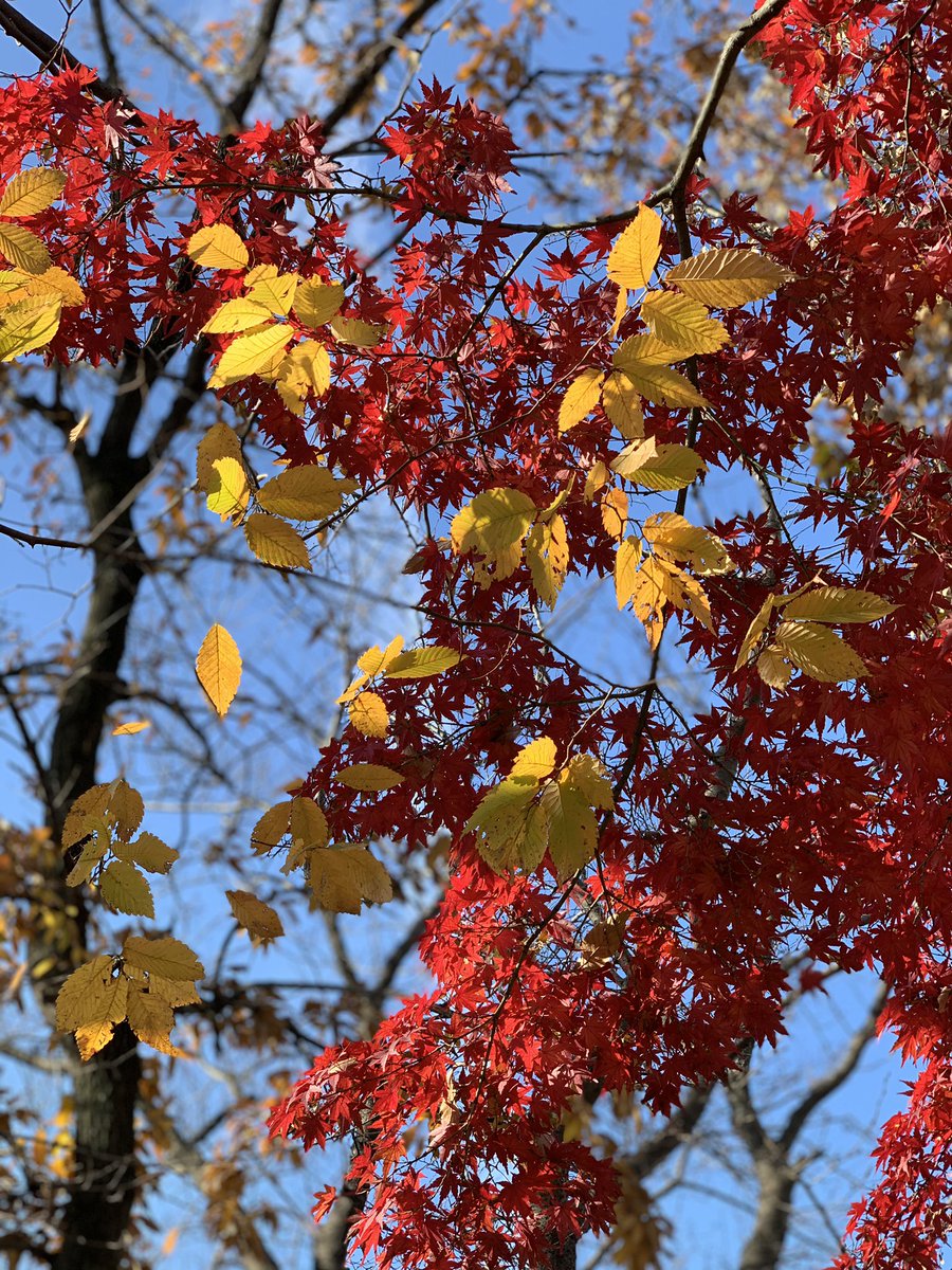 mastarshine's tweet photo. 近所でもまだまだ楽しめる紅葉
#紅葉 #地元 #naturegram https://t.co/S6sM1KFGJo
