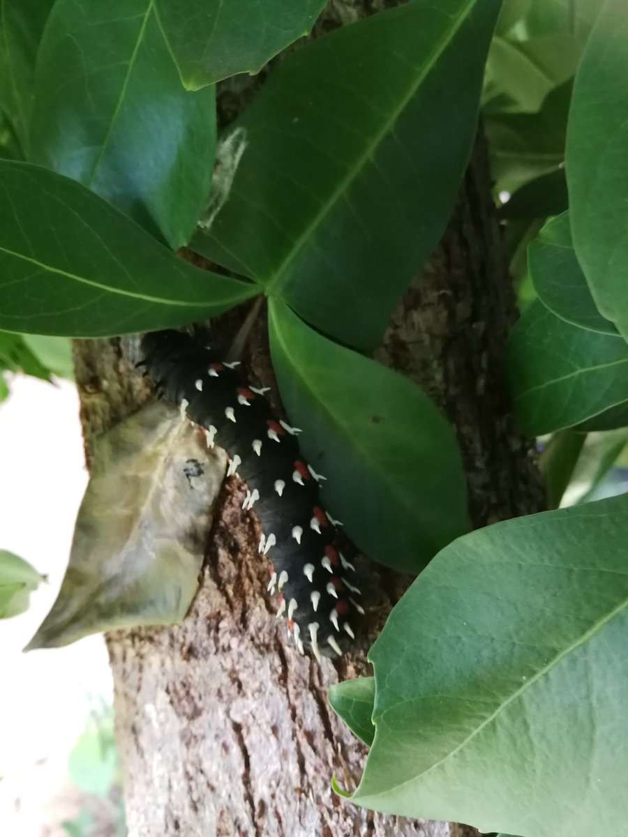 ScrappyKitchen's tweet photo. @CathHodsman I'm in South Africa and saved a Emporer moth caterpillar from being squashed on the road yesterday. I hope he/she is happy in my cabbage tree. Unfortunately only 1. https://t.co/dVJHYN4I1g